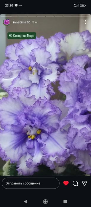 Излишки сортовых фиалок и торф