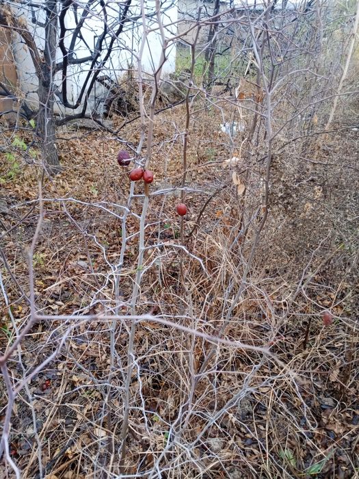 Chilonjiyda koʻchati