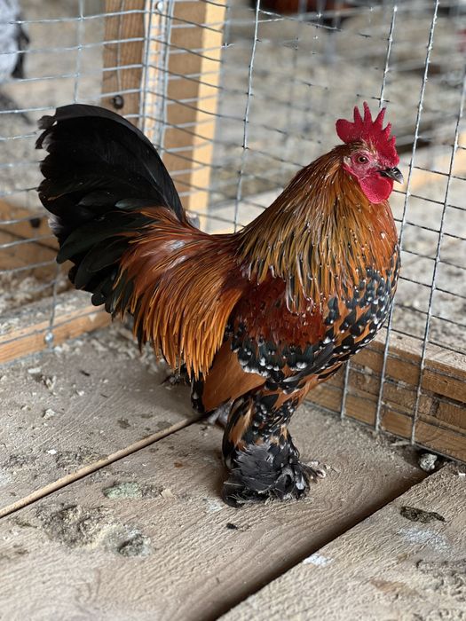 Cocosi din rasa Mii de flori de vanzare - negru bobat si portelan