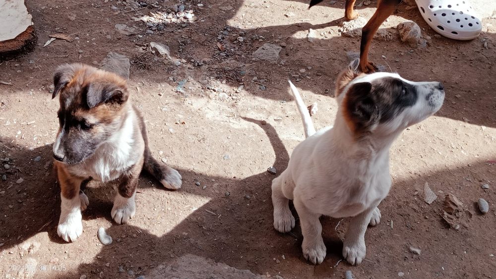 Собачки, девочки