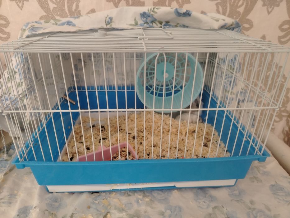 Продам хомяков с клеткой