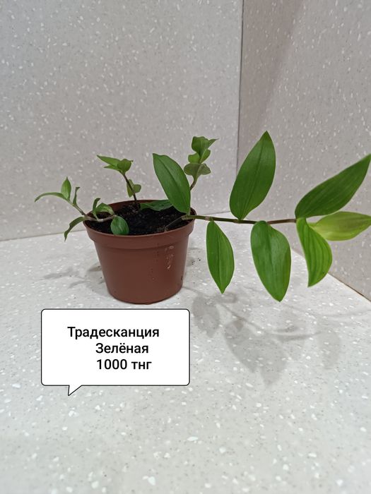 Продам комнатные цветы