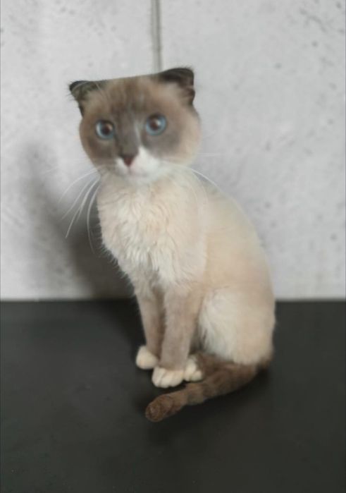 Котик молодой,  кастрат