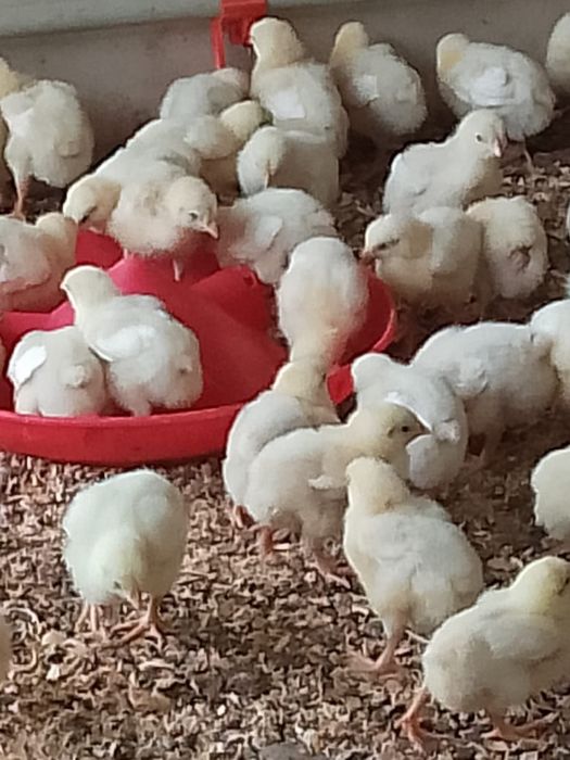 Бройлер цыпплята Кобб 500