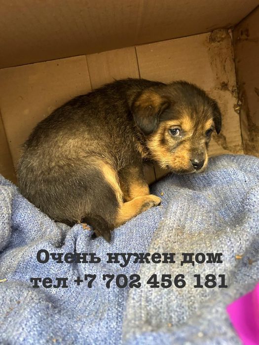 Очень нужен дом.