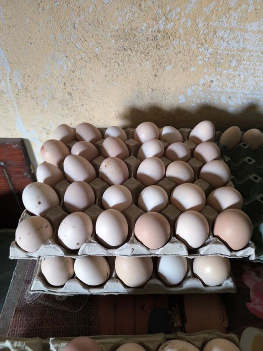 Vând ouă de găină și de rata