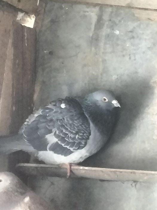 Porumbei voiajori de vânzare