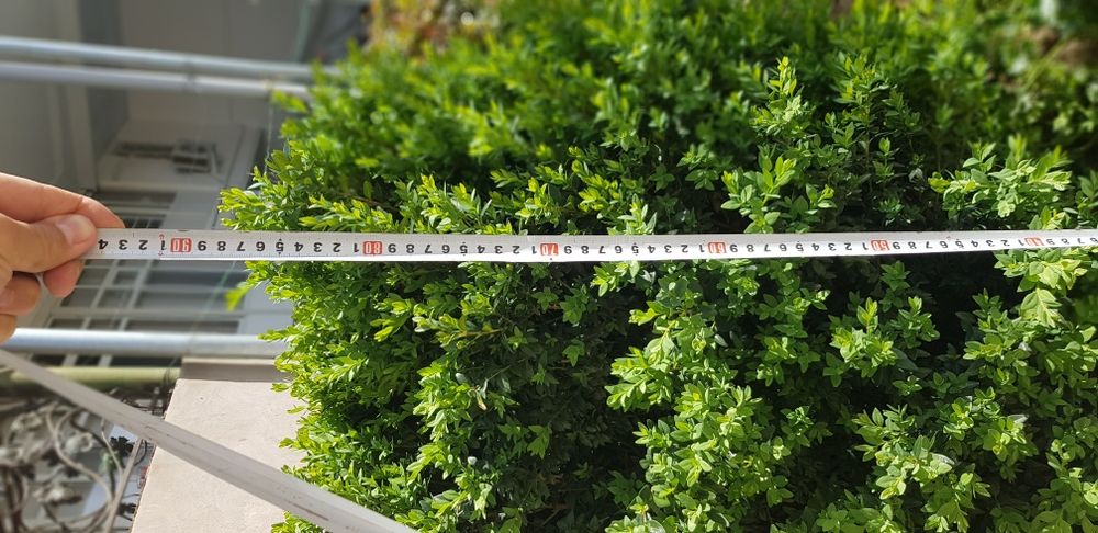 ShamshoD 4ta . 2tasi kotta