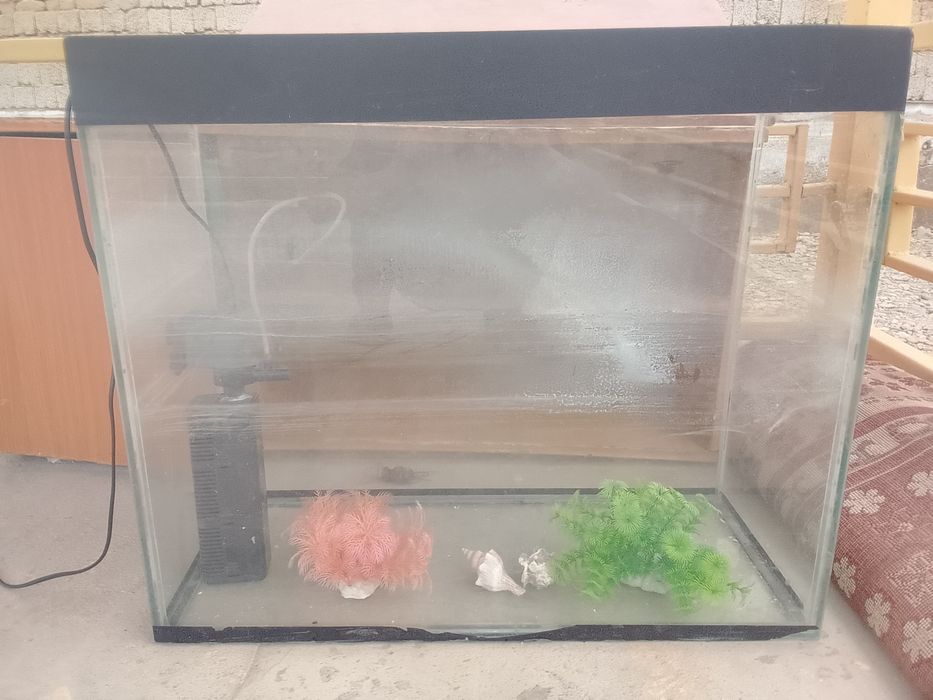 Аквариум  Өте жақсы