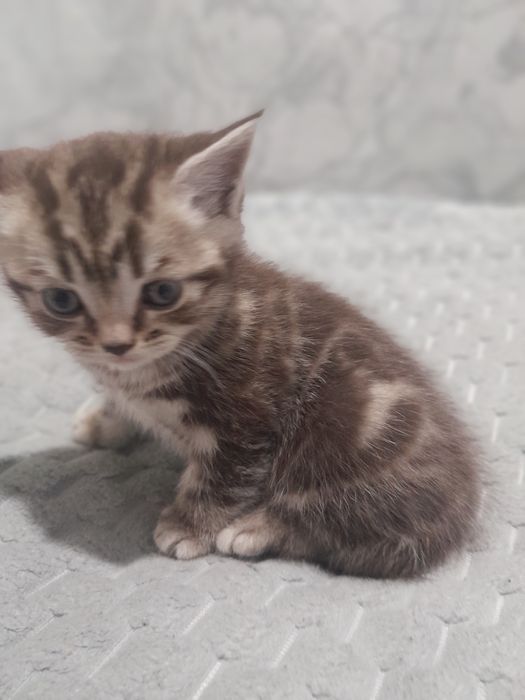 Продаются котята Британцы