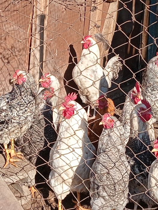 Оптом продам петушков