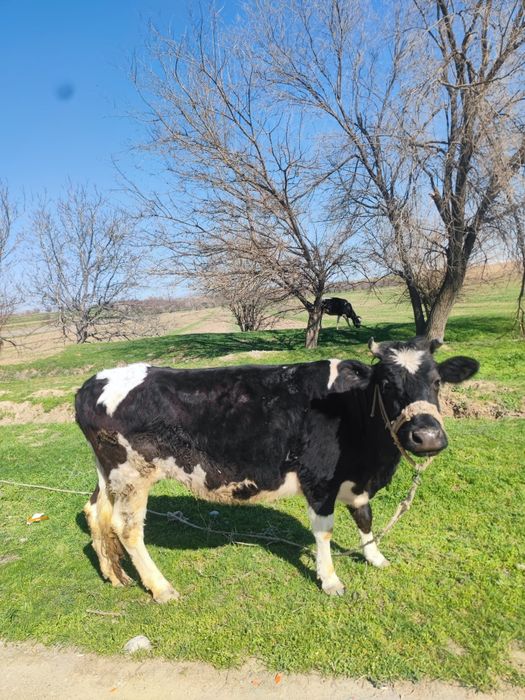 Тана сатылады 4інші тума