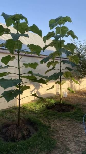 Павлония/древесина