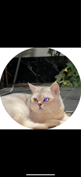 Продается кот, Серибристая Шиншилла