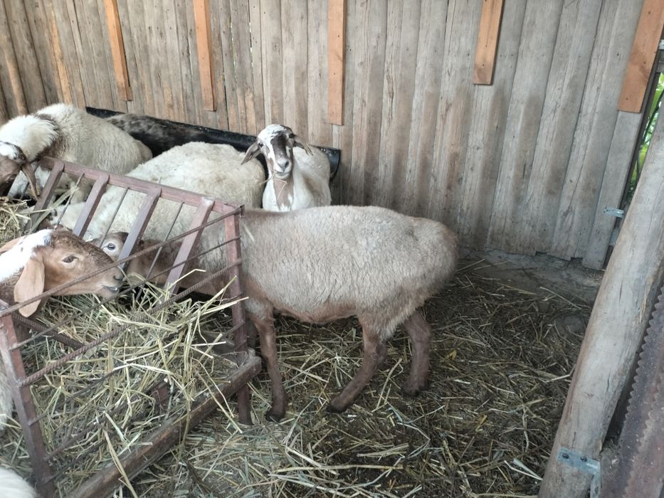 Продам барана девочка