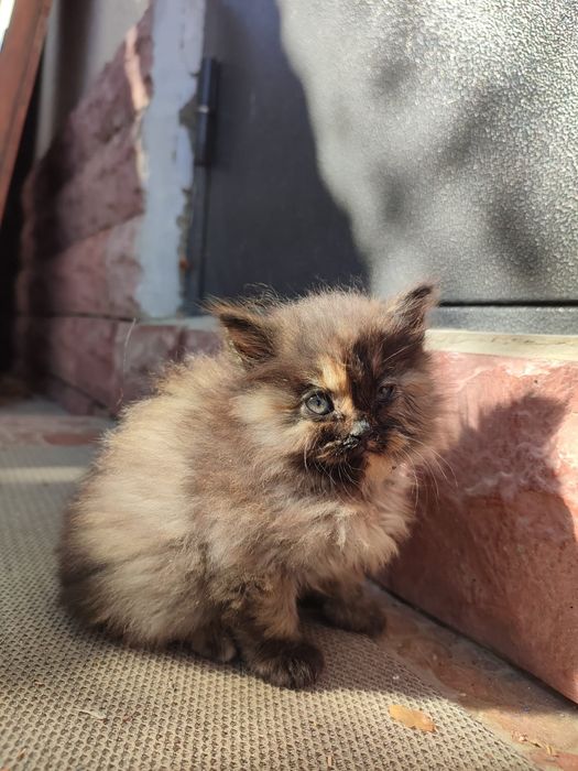 Котёнка отдаём и привезём