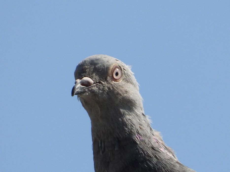 KAMERA P1000  zoom 3000