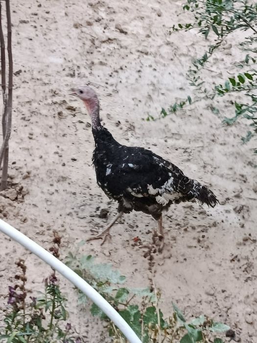 Курка 1.5йил айол