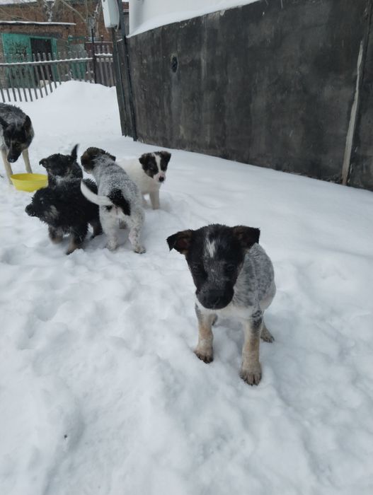 Отдам щенят 3-х месячных