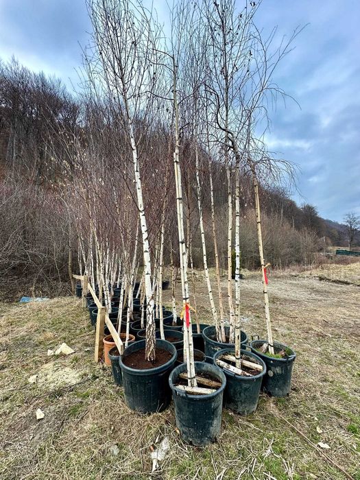 Plante Ornamentale pentru Spatii Rezidentiale