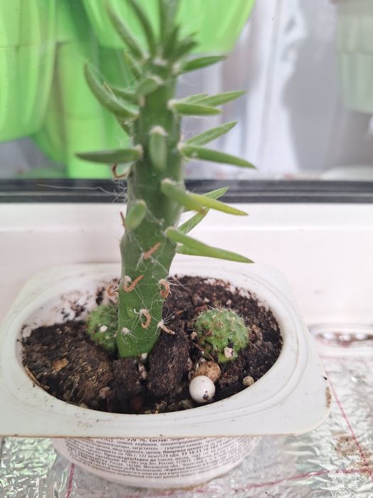 Февральский цветочки