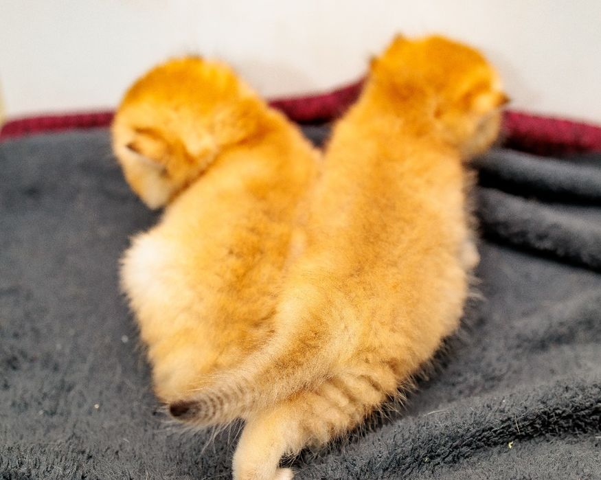 Золотая Шиншилла котята