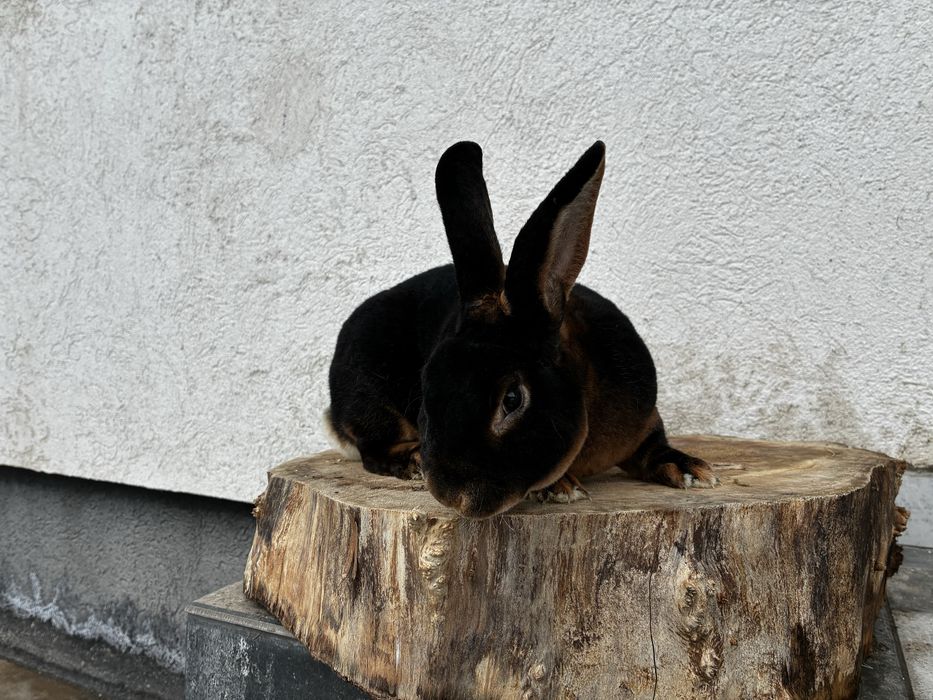 Mascul rex iepure cu blana de catifea