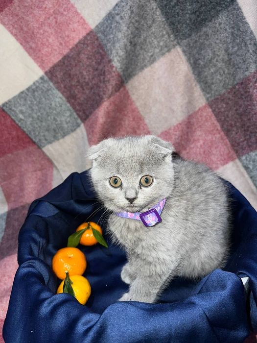 Котёнок скоттиш фолд девочка