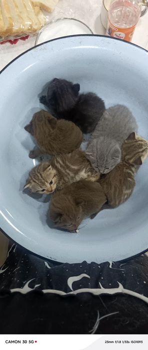 Британские котята
