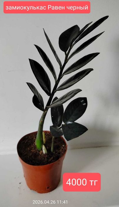 продам комнатные растения