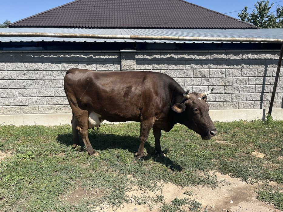 Продам дойную корову
