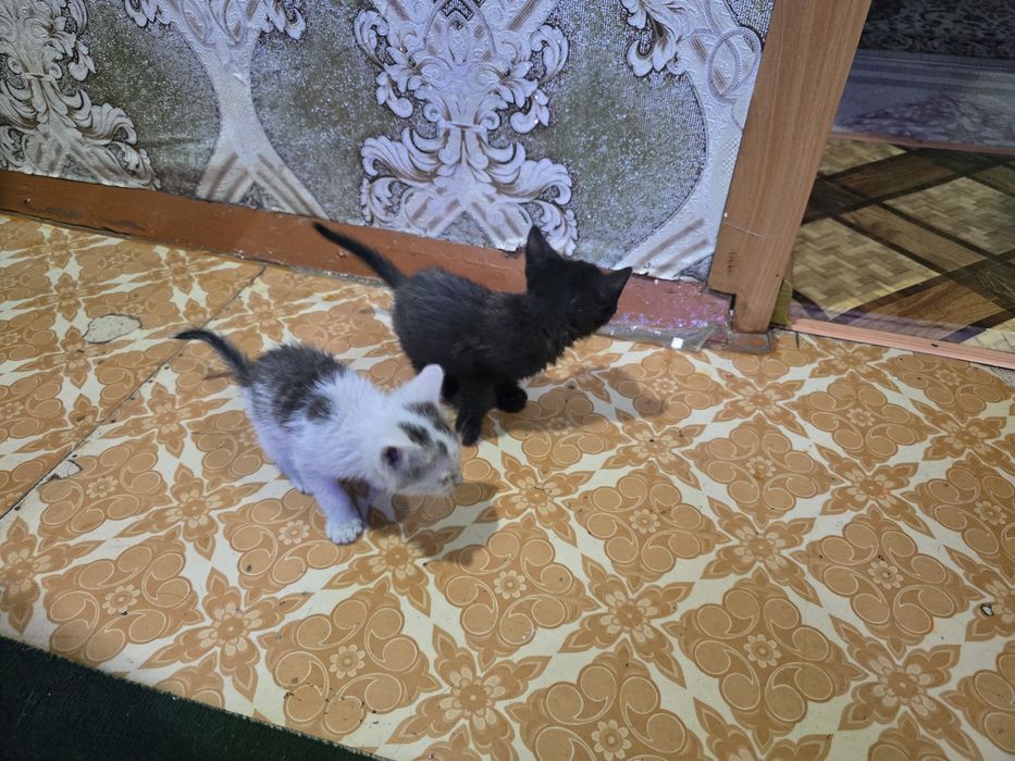 Отдам бесплатно котят