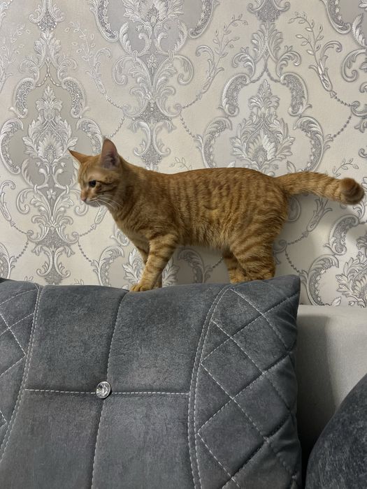 Mushuk vyaskaga beriladi