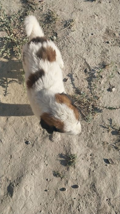 Төбет күшіктер сатылады