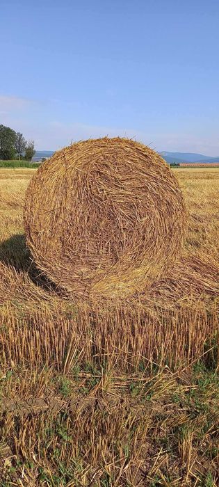 Baloti paie rotunzi 160x120- 60-80 ron