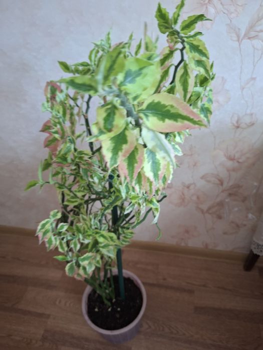 Педилантус или хребет дракона