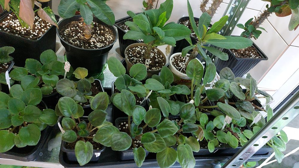 Цветы **р а з н ы е **цветы