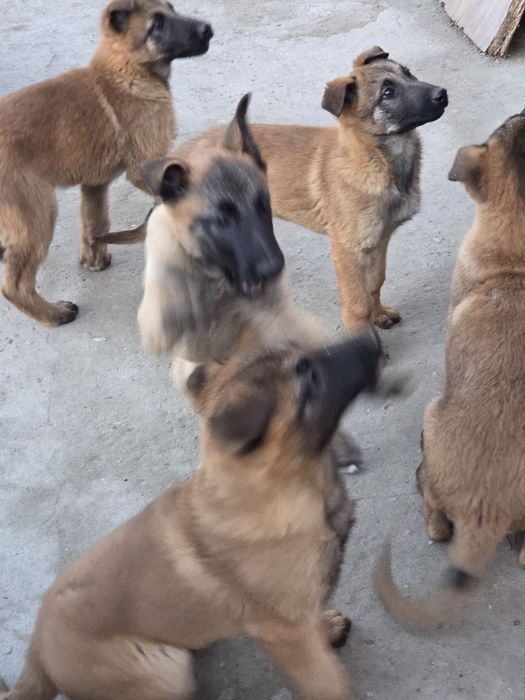 Белгийска овчарка малиноа