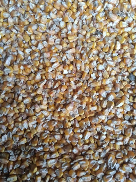 Vând porumb bob semi sticlos