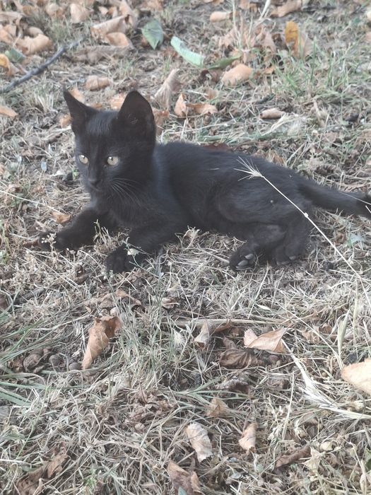 Подарявам котенца