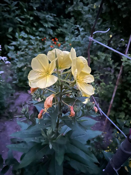 Энотера (многолетняя)