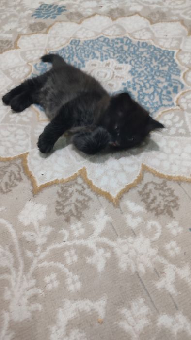 Котенок мальчик,  черный, пушистый
