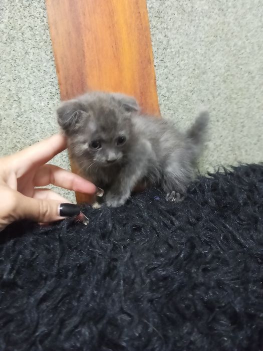 Отдам в добрые руки