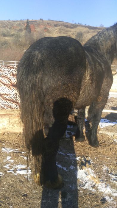 Vând mânzâ bunâ de 3 ani face in mai vând numâ interesiazâ scimbhuri i