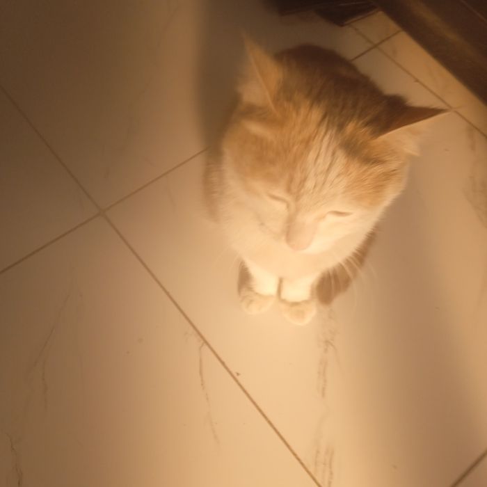 Отдам котенка трёхцветную