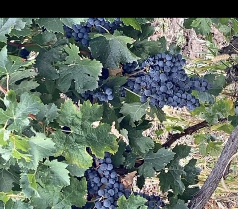 Butasi de vita de vie de anul 2 și de anul 3