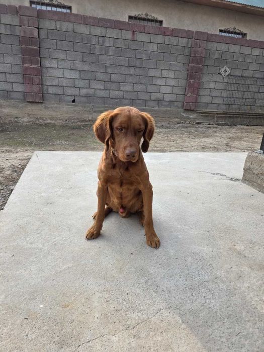 Вязка / жүптастыру