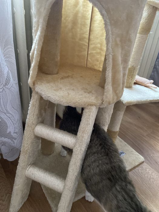 Casuta pentru pisici