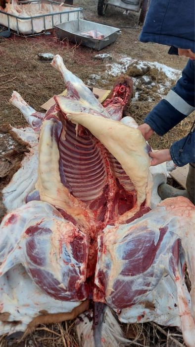 Продам конину согым