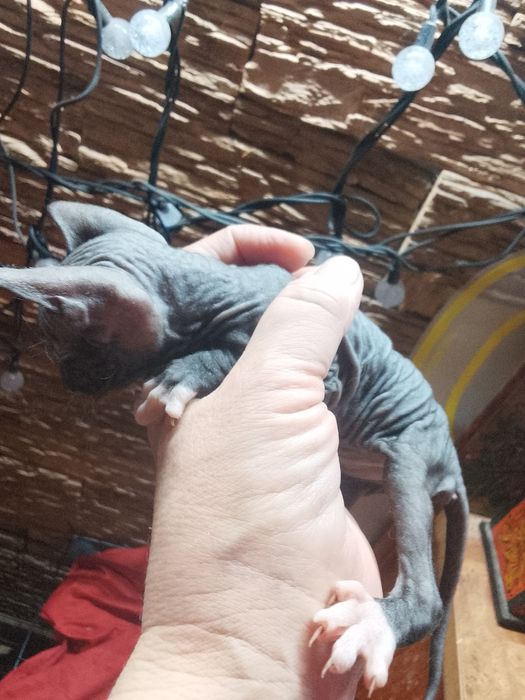 Котята сфинкс 1 месяц